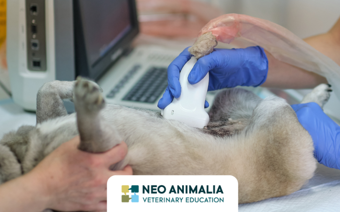Abdominale echografie in de diergeneeskunde: een onmisbaar hulpmiddel&hellip; mits correct gebruikt