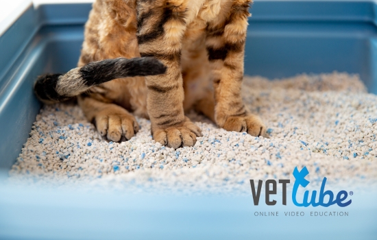 Feline idiopathische cystitis: belangrijkste oorzaak van symptomen aan de lage urinewegen bij katten