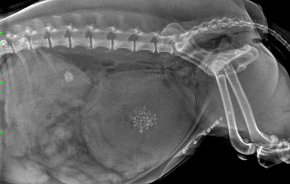 Radiographies abdominales du chien et du chat : de la réalisation à l’interprétation - Edition 1