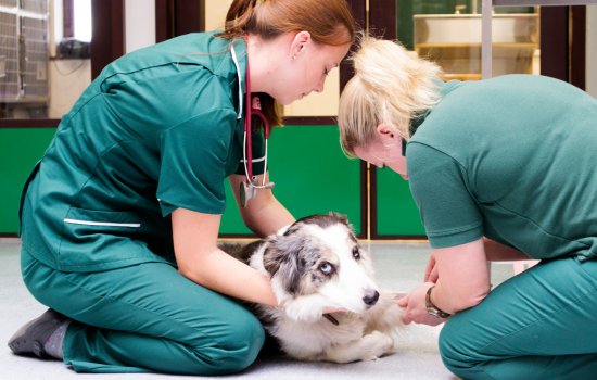 La Safety Culture en anesthésie : le rôle clé de l’ASV - Veterinexpo