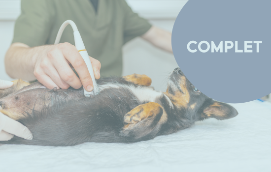ID1036 - Didactisch Parcours Abdominale Echografie van Hond en Kat - Editie 21