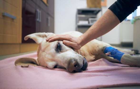 Parcours didactique en gestion des urgences et hospitalisation des animaux de compagnie - Edition 1