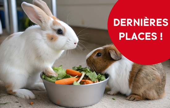 En NAC&rsquo;tion ! Cycle de m&eacute;decine interne et chirurgie des nouveaux animaux de compagnie (module : Lapins et rongeurs)