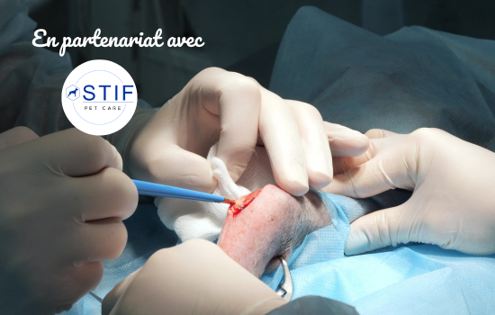 Reconstruction intra-articulaire du ligament croisé crânial - Édition 3