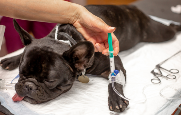 ID1108 - Didactische opleiding anesthesie - Editie 1