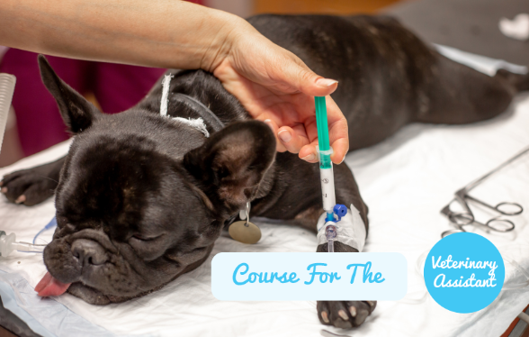 ID1112 - Didactische opleiding anesthesie - Editie 1 - Dag 5 (optioneel : dierenartsassistenten)