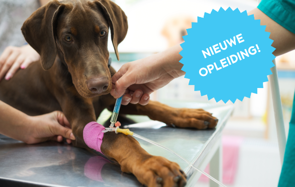 ID1114 - Didactisch Parcours interne geneeskunde van Hond en Kat – Editie1