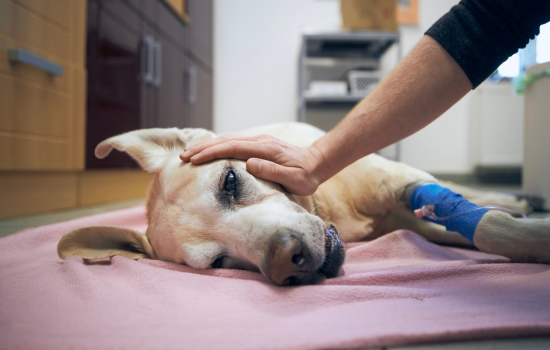 ID1119 - Didactisch parcours over de spoedzorg en hospitalisatie van gezelschapsdieren - Editie 1