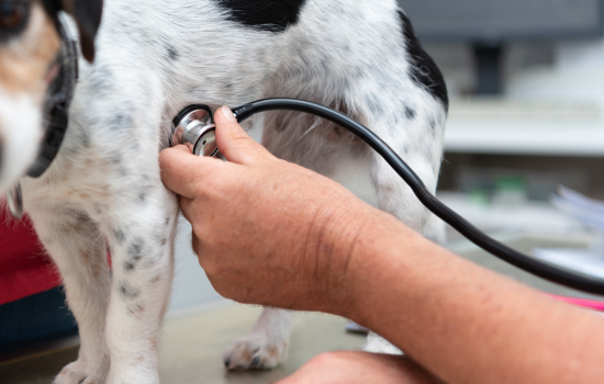 Introduction &agrave; l'&eacute;chocardiographie - Edition 5