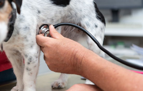 ID1141 - Inleiding tot de echocardiografie - Editie 4