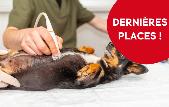 Parcours Didactique en &Eacute;chographie Abdominale du Chien et du Chat - &Eacute;dition 26