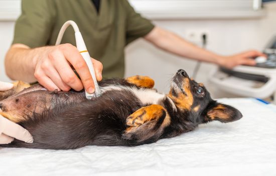 Parcours Didactique en &Eacute;chographie Abdominale du Chien et du Chat - &Eacute;dition 27