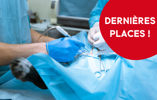 Parcours didactique en chirurgie des carnivores - &eacute;dition 3